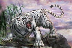 White cloud tiger