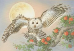 Owl