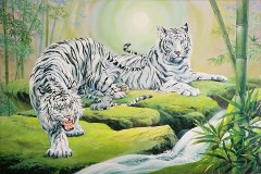 White tigers