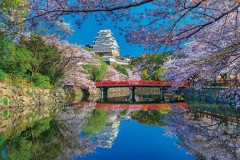 Himeji castle, cherry blossom time