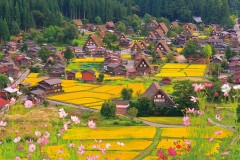 Shirakawa at harvest time