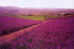 Hokkaido lavender fields
