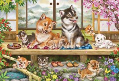 Veranda time for shibas