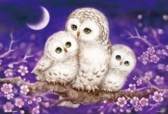 Owl family