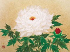 Peony