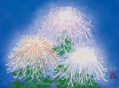 Chrysanthemum