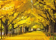 Tokyo avenue