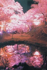 Night blossom (Takato Castle)