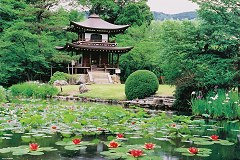 Kanshûji and waterlilies