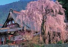 Kuonji - weeping cherry