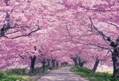Cherry avenue