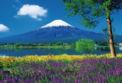 Fuji from the lavender fields