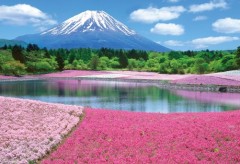 Fuji with flowers