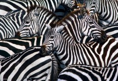 Zebra stripomania