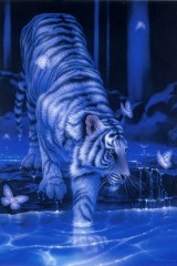 White tiger