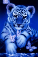 White baby tiger