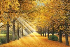 Ginkgo avenue in Tokyo