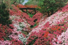 Massed azaleas (Osaka)