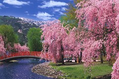 Weeping cherry - Niigata