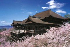 Kiyomizudera at cherry blossom time