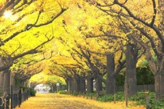 Ginkgo avenue in Tokyo