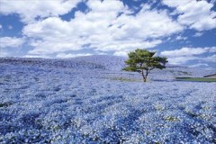 Nemophila fields, Ibaraki