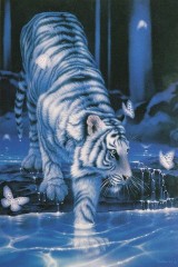 White tiger