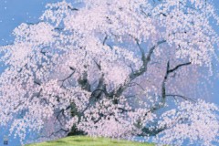 First cherry of spring