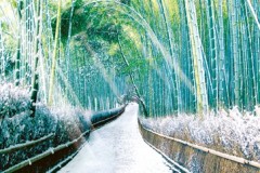 Sagano grove in winter