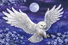Cherry blossom owl