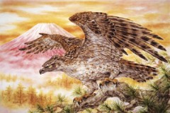 Hawk, Fuji, and pine