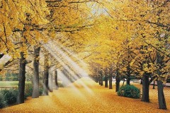 Ginkgo avenue in Tokyo