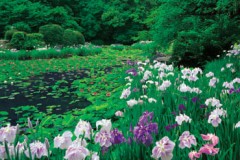 Kajuji iris pond