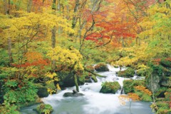Oirase rapids