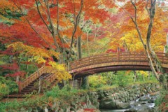 Plum park in autumn