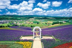 Furano lavender fields