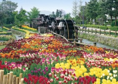 Tulips in the waterwheel park, Toyama