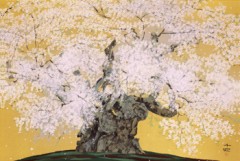 Yamatakajindai-zakura