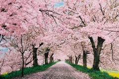 Cherry avenue