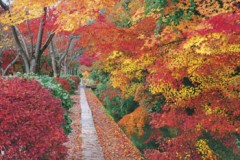 Philosopher's walk, Kyoto