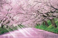 Hirosaki castle moat