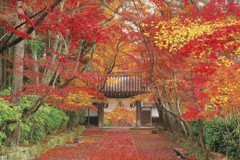 Kômyôji, Kyoto