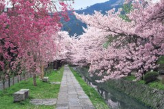 Philosopher's walk in spring