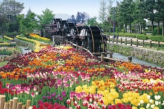 Tulips in the waterwheel park, Toyama
