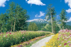Nagano flower road