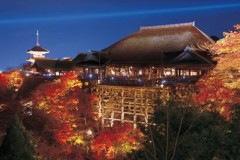 Kiyomizudera night maples