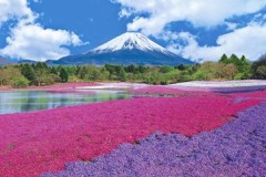Fuji with flowers