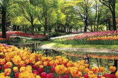 Tulips in Tokyo