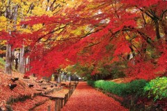 Ueda  castle gardens