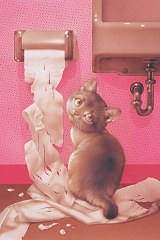 Toilet paper